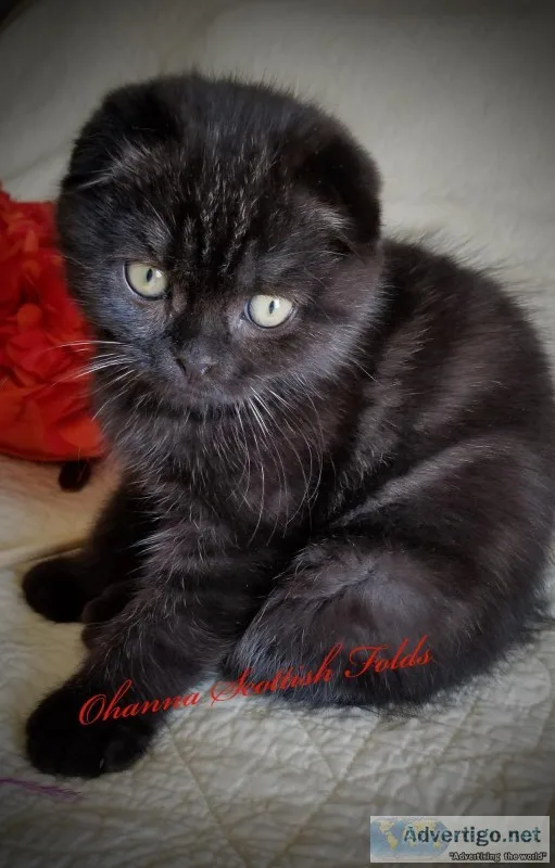 Scottish Fold Kitten 