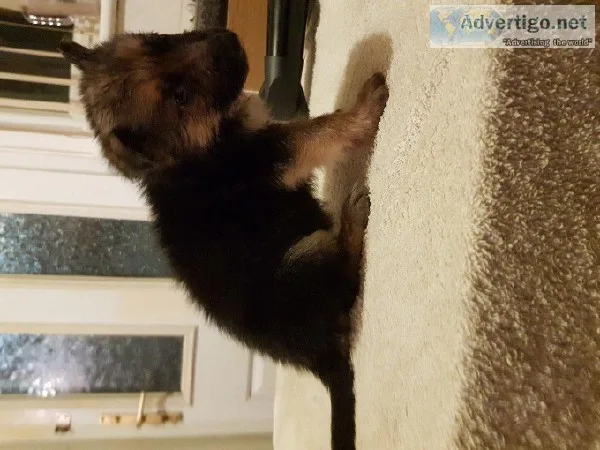 German Shepherd Puppies