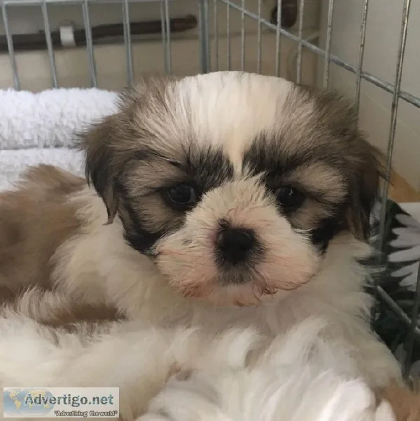 Male Shitz Tzu dog needs home