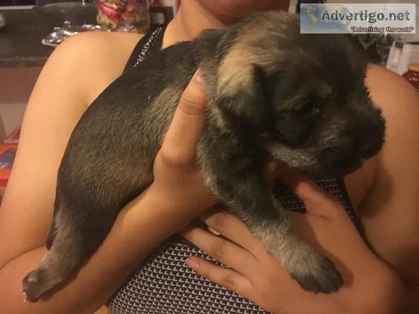 Miniature Schnauzer puppy