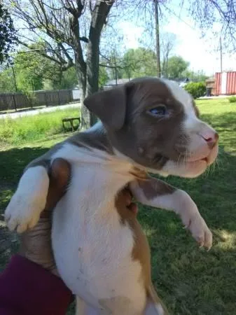 pitbull puppies