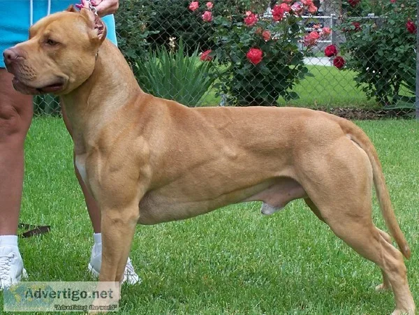 APBT Pit Bull Puppies OFRN