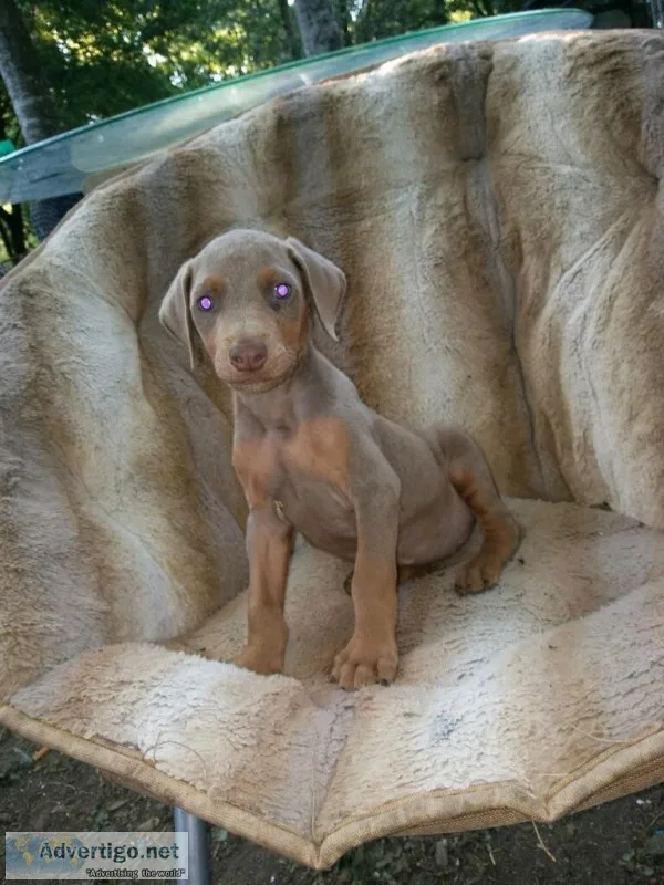 Female Doberman puppy
