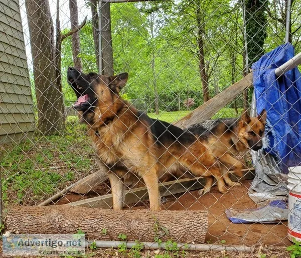 Imported German shepherds