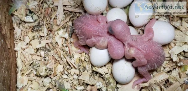 Hf bby parakeets
