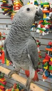 African Grey Parrots Text