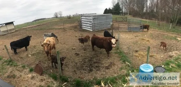 mini cows