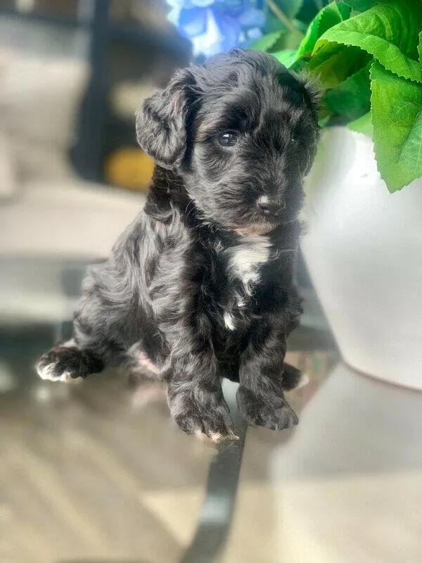 BEAUTIFUL Schnoodle babies