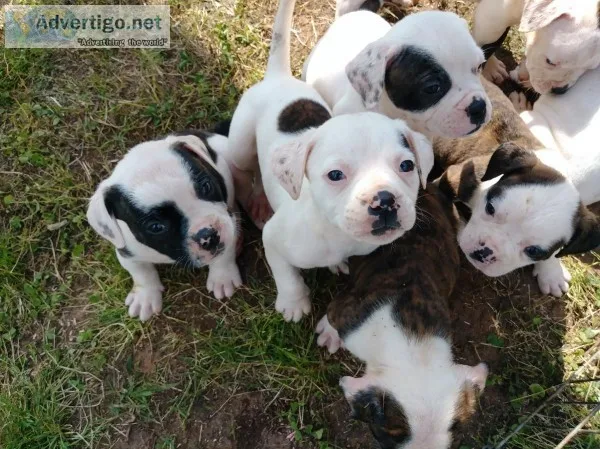 American Bulldog Puppies