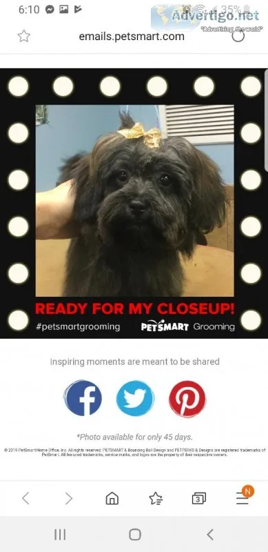 Shih poo