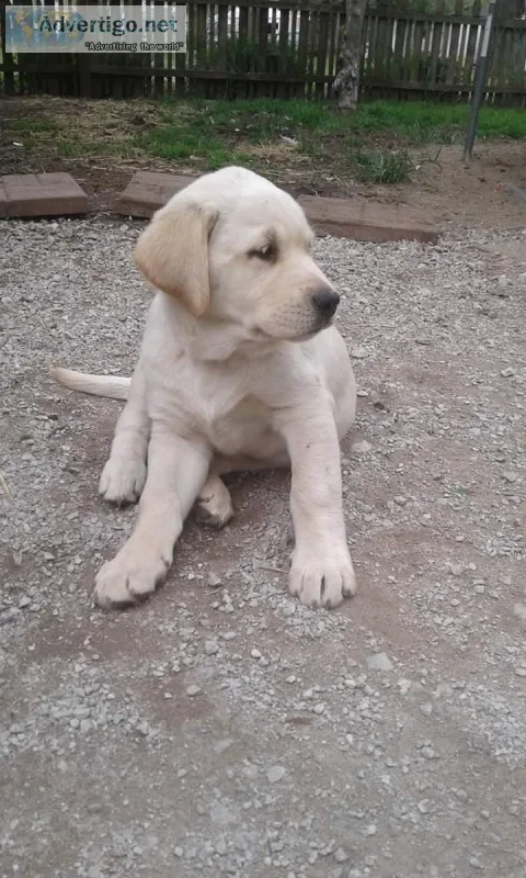 F1 Goldador  Puppies