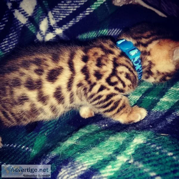 Gorgeous bengal kittens with championship bloodlines