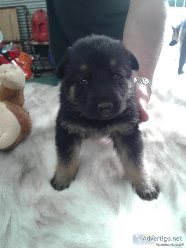 AKC GERMAN SHEPHERD PUPPIES