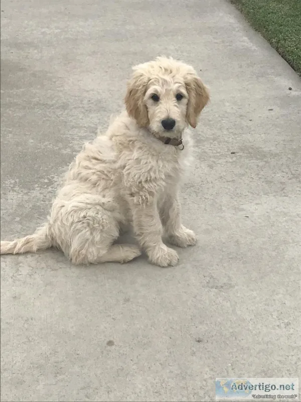 Golden doodle