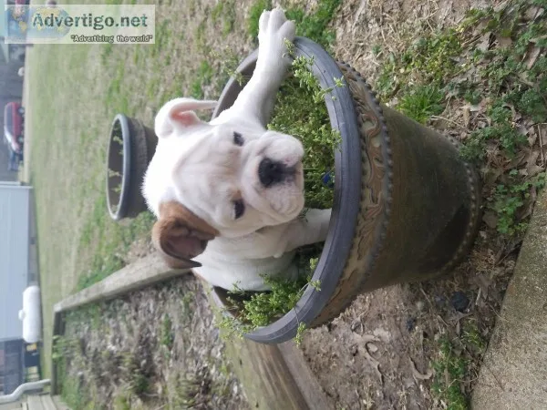 Champion bred english bulldog for sale.