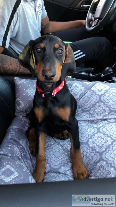 MALE DOBERMAN PUPPY