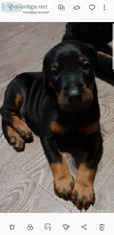 Registered Doberman Puppies