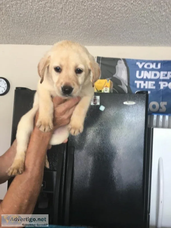 Yellow Labrador retriever puppies