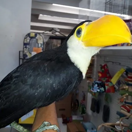 Toco Toucan for sales