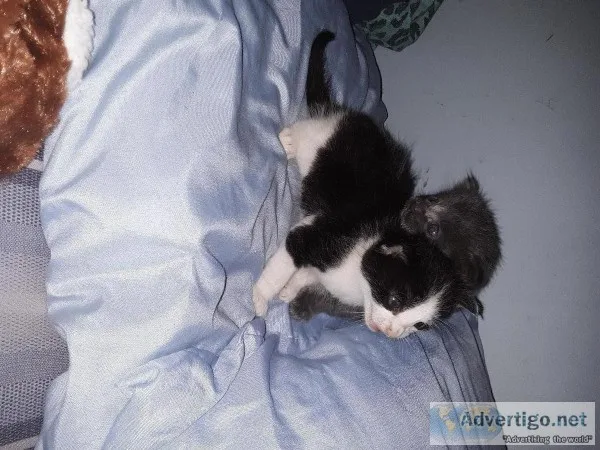 KITTENS