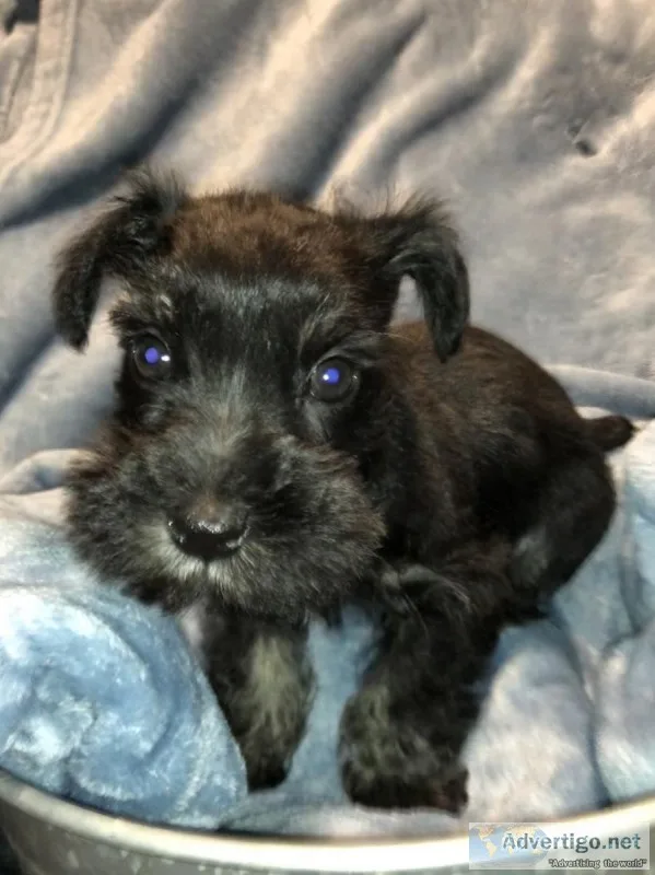 CKC Miniature Schnauzer puppies for sale