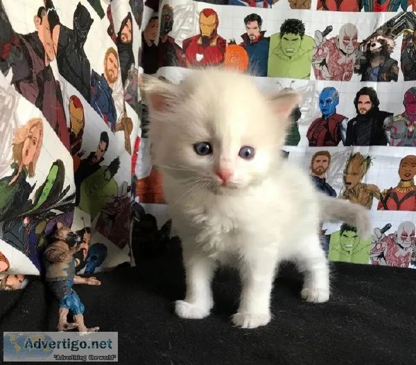 Ragdoll Kitten is a Marvel