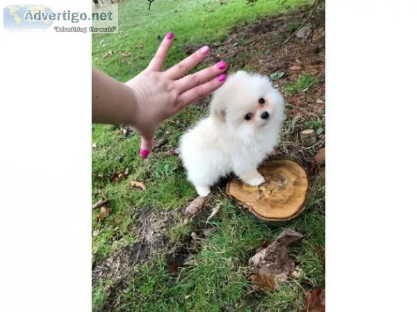 Pomeranian puppies available and ready for Rehoming