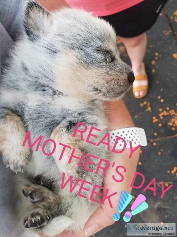 Blue Heelers - Ready for Mom s Day