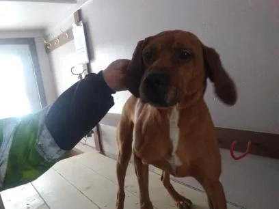 plot hound