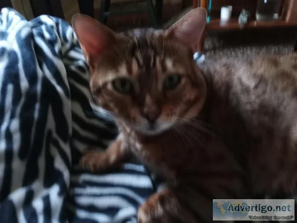 Adult Male Bengal