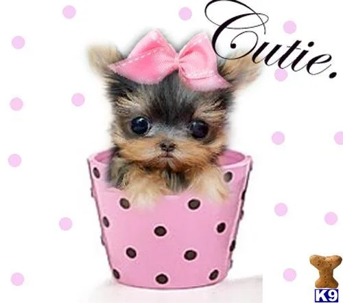 POCKET PUPPIES NEAR YOU