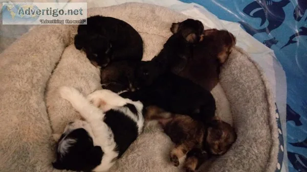 Miniature Schnauzer pups CKC registered