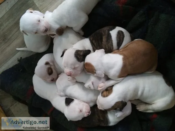 American bulldog puppies