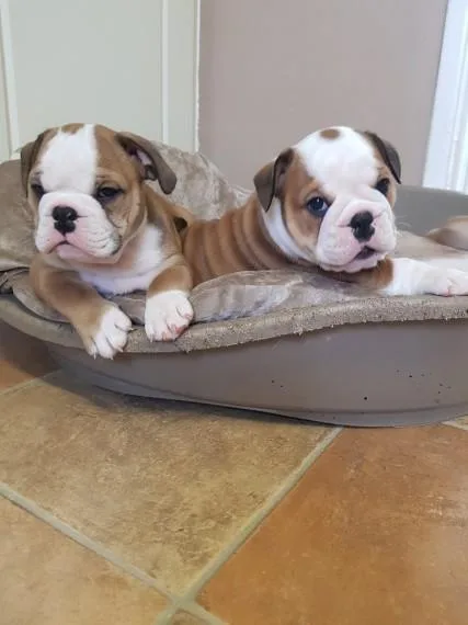 English Bulldogs for Rehoming