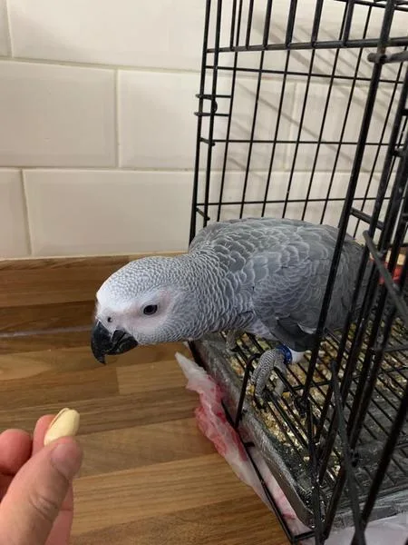 African grey talking parrot
