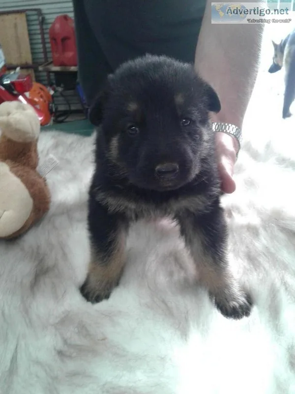 AKC GERMAN SHEPHERD PUPPIES