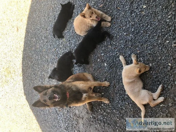 Belgian Shepherds