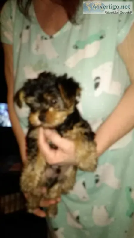 Yorkie puppies
