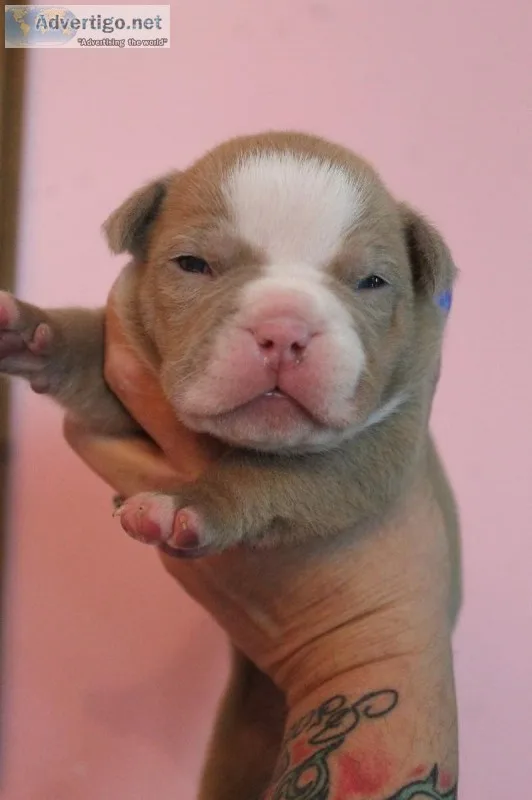 Ukc American Bully Puppies