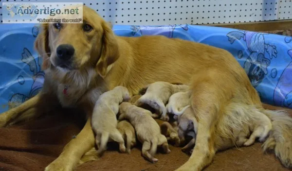 Golden Retriever Puppies
