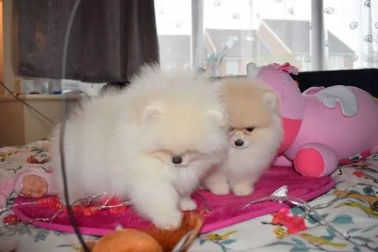 Beautiful Pomeranian puppies Available