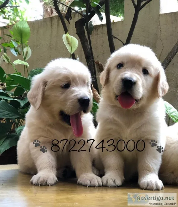 Adorable Golden Retriever female pups for sale