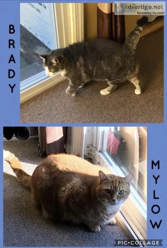 2 neutered male cats