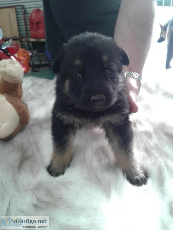AKC GERMAN SHEPHERD PUPPIES