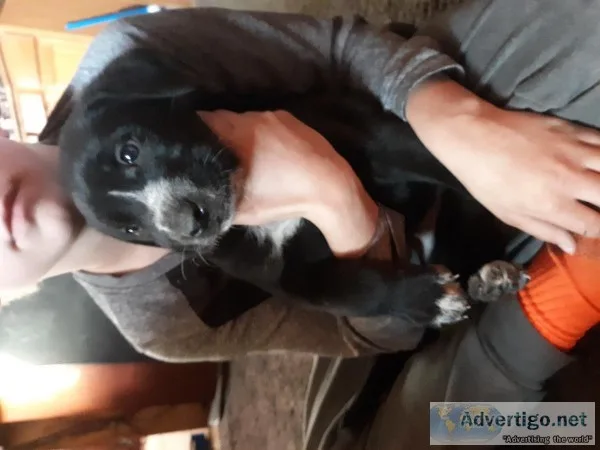Great Dane German shepherd cross pups