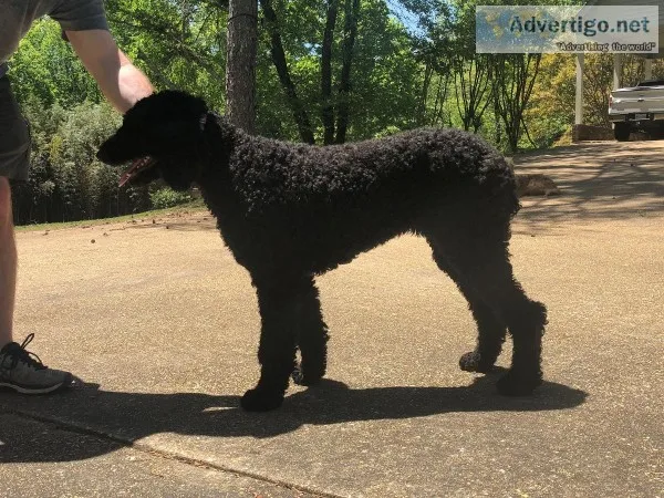 Goldendoodle - F1b