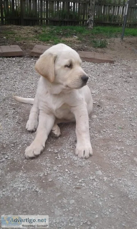F1 Goldador Puppies
