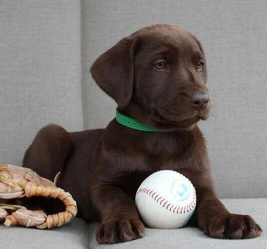 ENGLISH CHOCOLATE LAB PUPPIES AVAILABLE.