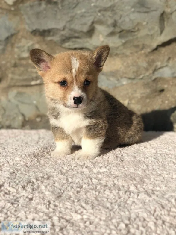 Top Quality Corgi Pup - Male