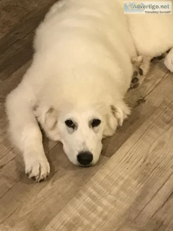 Great Pyr females